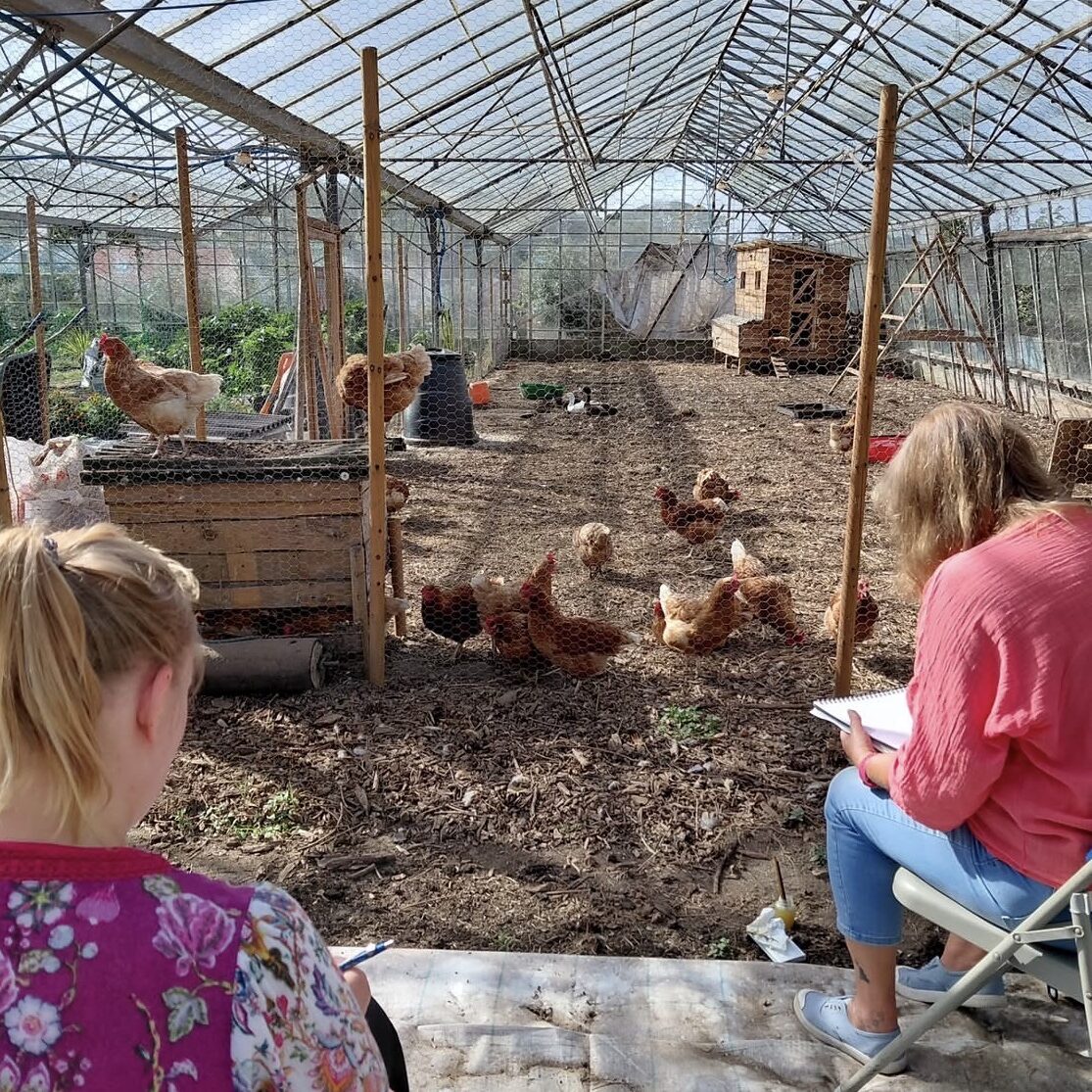 Guernsey Garden Sketch Club at Cornucopia, drawing chickens